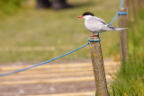 Arctic Tern on Post