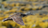 Eider Female in Flight