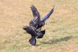 Ravens Fighting