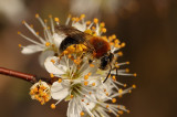 Bee on Blackthorn