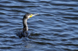 Cormorant Swimming