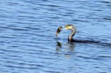 Cormorant Fishing