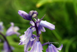 Spanish Bluebell