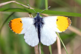 Orange Tip