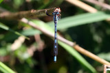 Common Blue Damselfly