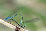 Common Blue Damselflys Mating