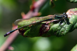 Male Teneral Blue-tailed Damselfly