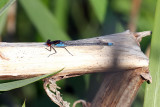 Red-eyed Damselfly