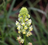 Wild Mignonette