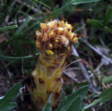 Lesser Broomrape