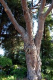 Norwegian Pine