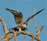 Peregrine Falcon