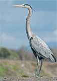 Great Blue Heron - male in breeding plummage