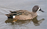 Blue Wing Teal (male)