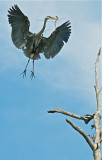 Great Blue Heron at Bolsa Chica, making the nest