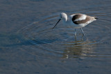 Avocet