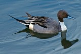 Northern Pintail