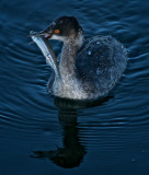Western Grebe with catch (anchovy)