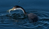 Western Grebe with catch (anchovy)