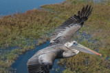 On the wings of a California Brown Pelican