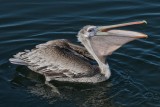 California Brown Pelican