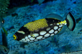 Clown Triggerfish