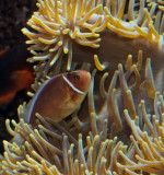 Clownfish, anenome fish, aka Nemo