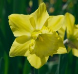 Back lighted Daffodil