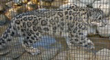Snow Leopard (cub)