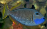 triggerfish (what kind?)