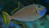 Blue cheek Triggerfish