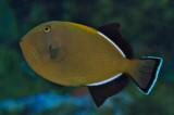 Indian or black-finned Triggerfish
