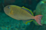Crosshatch triggerfish / Xanthichthys mento