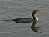 Cormorant