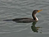 Cormorant