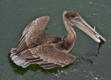 California Brown Pelican - Got more than fish :-)