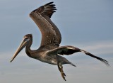 California Brown Pelican in flight