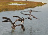 California Brown Pelican (5 in flight)