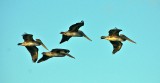 Brown Pelicans in flight
