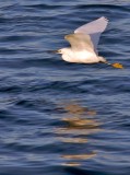 Young Egret in flight