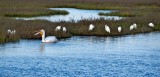 White Pelican (foreground)