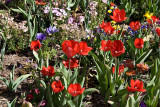 Tulips at Descanso Gardens