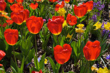 Tulips at Descanso Gardens
