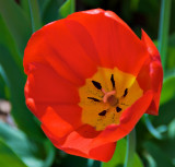 Tulips at Descanso Gardens