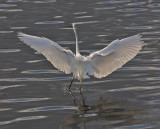 Great Egret in flight (backlighted)