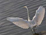 Great Egret in flight (backlighted)
