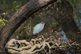 Green Heron