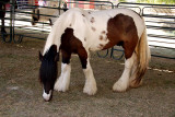 Gypsy horse