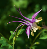  Columbine