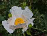Matillija poppy